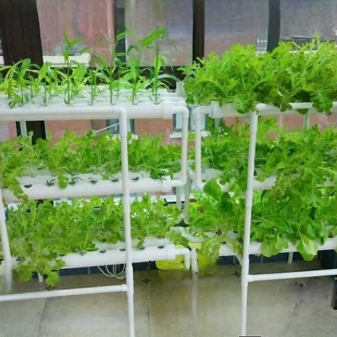 Hydroponic Quelltabletten Pflanzenwürfel Anzucht Tablette mit Nährstoffen für verbesserte wachstumsqualität und schnelleres Wachstum Hydroponic Wasserkultur Nährlösung